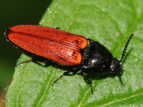 Réf. 258 673 : Ampedus sp.