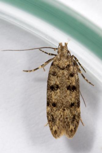 Réf. 258 752 : Bryotropha domestica