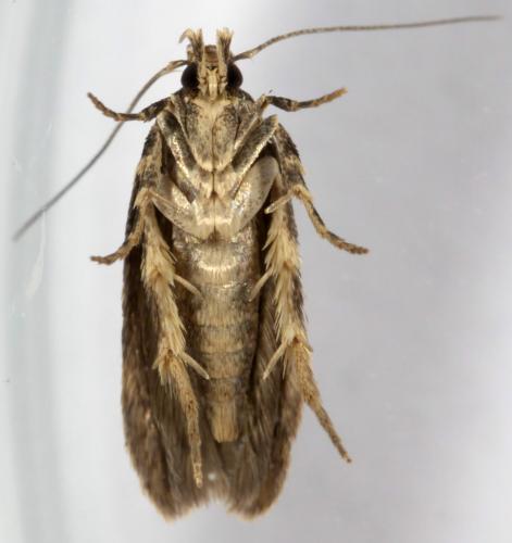 Réf. 258 753 : Bryotropha domestica
