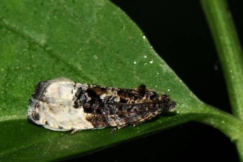 Hedya pruniana