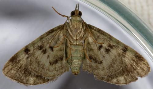 Réf. 258 955 : Pasiphila rectangulata
