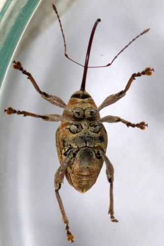 Réf. 258 958 : Curculio glandium