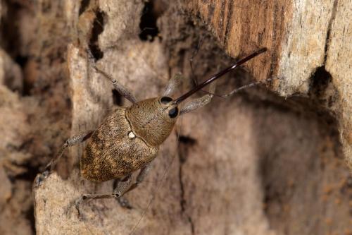 Curculio glandium