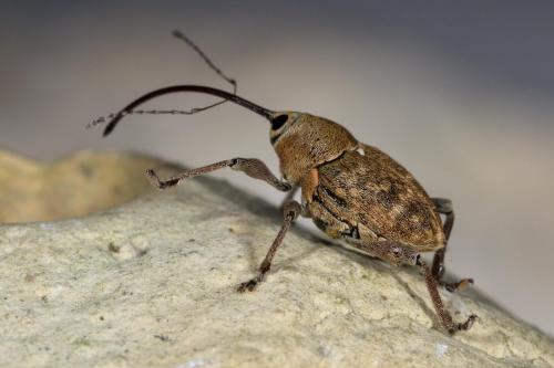Réf. 258 957 : Curculio glandium