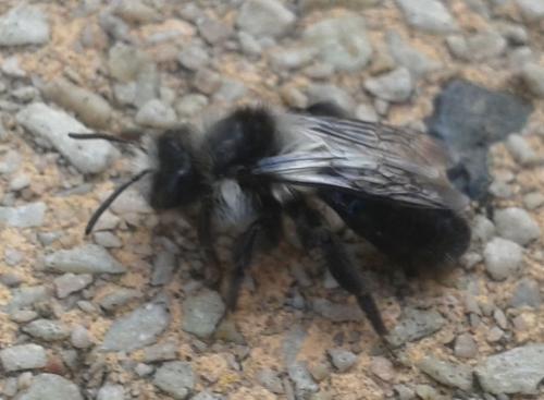 Andrena cineraria