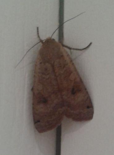 Noctua pronuba