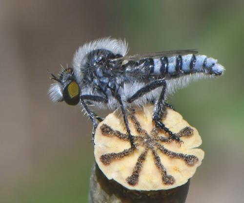 www.galerie-insecte.org/galerie/image/dos258/big/2020-05-22%20NDdlG%20Diptera%208%20mm%20Asilidae%2011.JPG