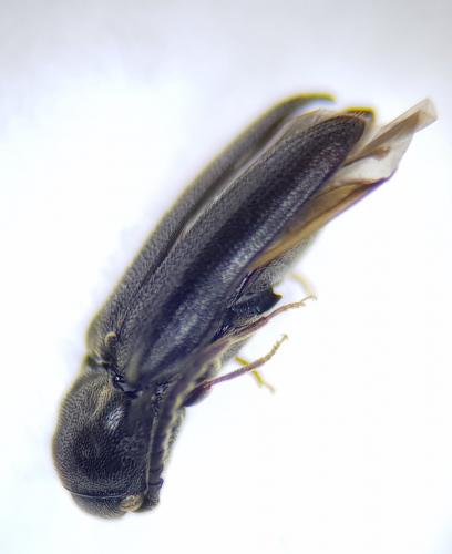 Microrhagus sp.