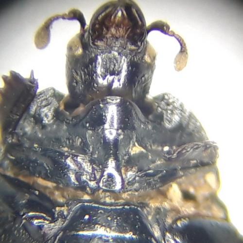 Margarinotus sp.