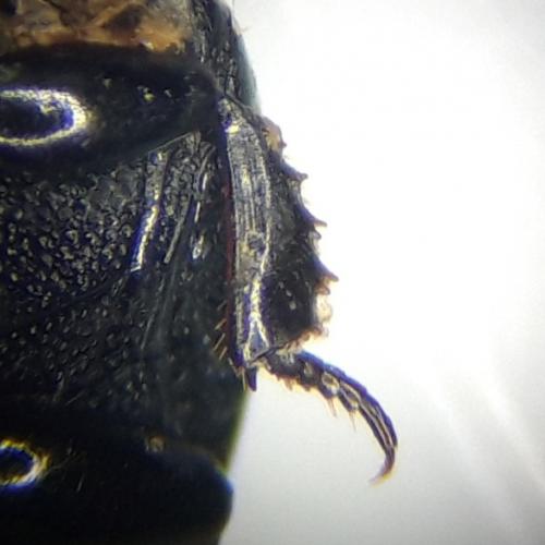 Margarinotus sp.
