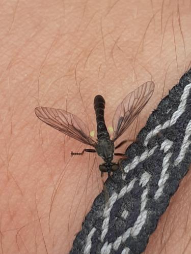 Réf. 258 262 : Dioctria sp.