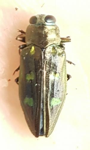 Chrysobothris solieri