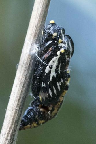 Aporia crataegi