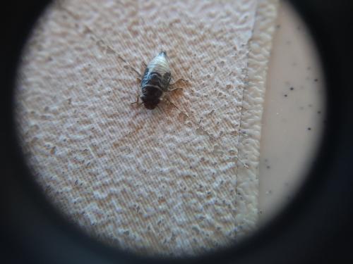 Aphrophora salicina