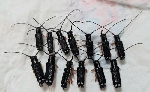 Réf. 258 546 : Menesia bipunctata