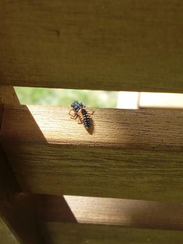 Harmonia axyridis