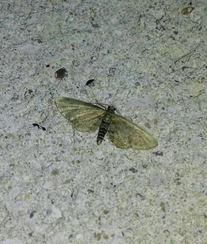 Eupithecia sp.