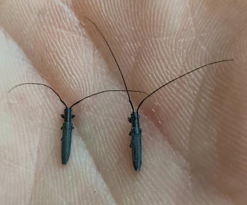 Réf. 258 671 : Calamobius filum