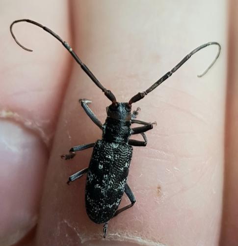 Monochamus galloprovincialis