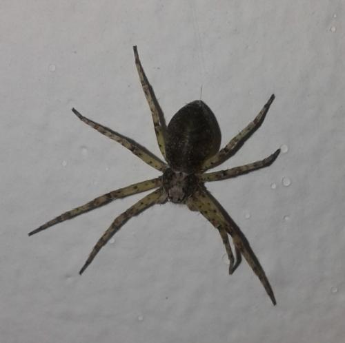 Réf. 258 674 : Philodromus sp.
