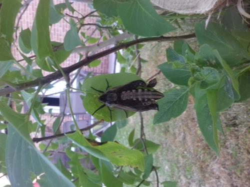 Réf. 258 922 : Sphinx ligustri