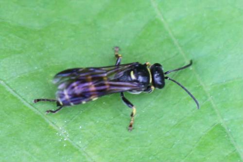Réf. 258 248 : Gorytes sp.