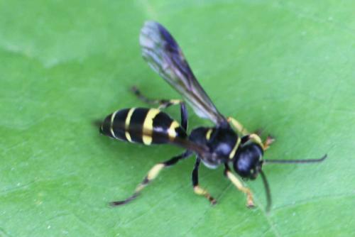 Réf. 258 249 : Gorytes sp.