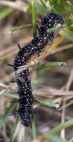 Aglais io
