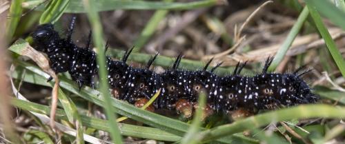 Aglais io