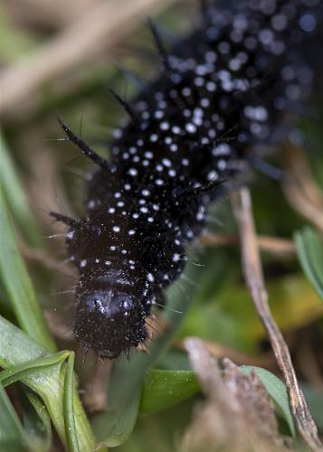 Aglais io