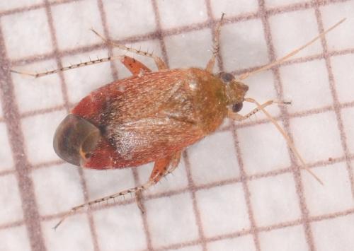 Psallus sp.