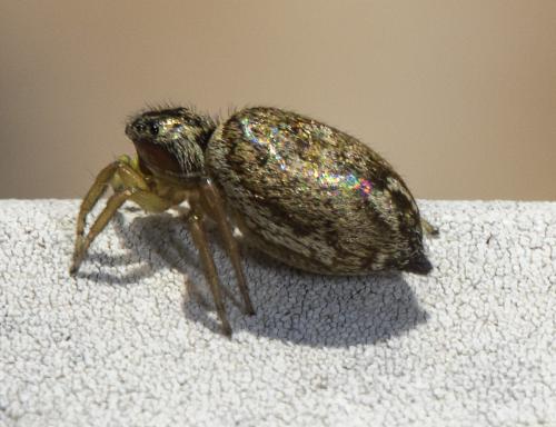 Heliophanus tribulosus