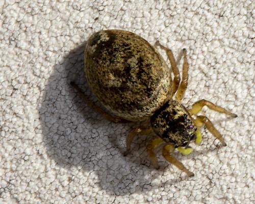 Heliophanus tribulosus