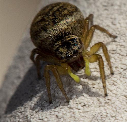 Heliophanus tribulosus