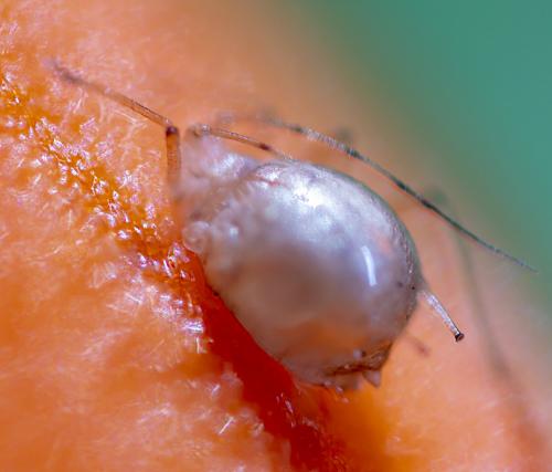 Réf. 258 676 : Macrosiphum sp.