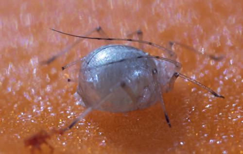 Réf. 258 677 : Macrosiphum sp.