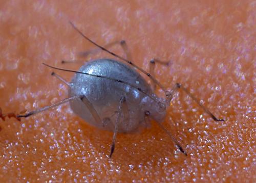 Réf. 258 589 : Macrosiphum sp.