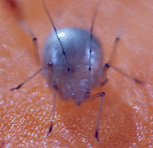 Réf. 258 590 : Macrosiphum sp.