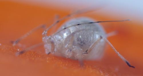 Réf. 258 592 : Macrosiphum sp.