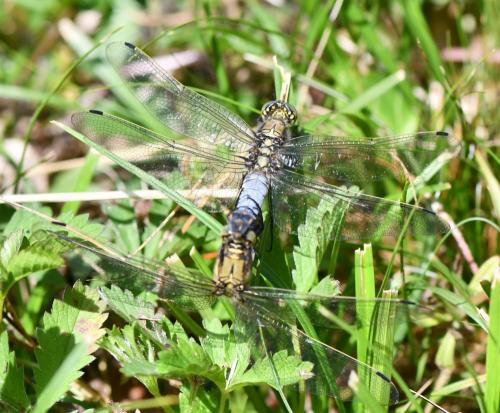 Orthetrum cancellatum