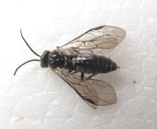 Réf. 258 028 : Empria longicornis