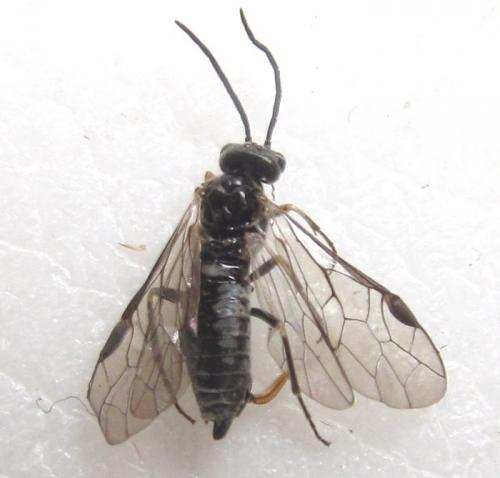 Empria longicornis