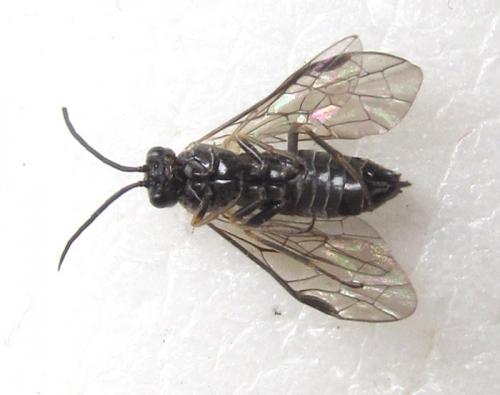Empria longicornis