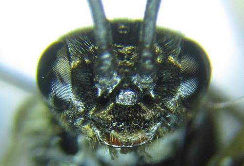 Empria longicornis
