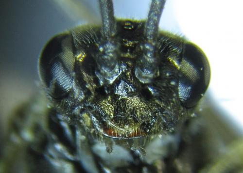 Réf. 258 033 : Empria longicornis