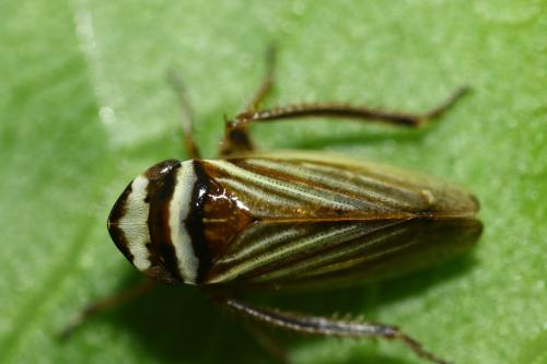 Réf. 258 224 : Aphrodes sp.