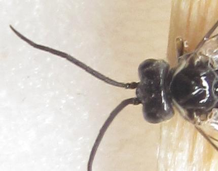 Empria longicornis
