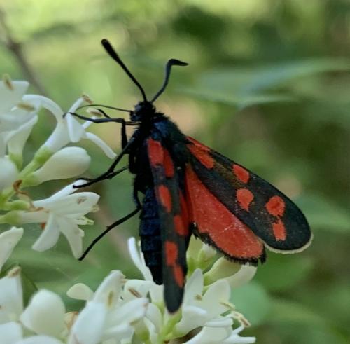 Réf. 258 331 : Zygaena transalpina hippocrepidis