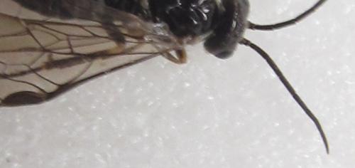 Empria longicornis
