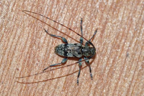 Réf. 258 891 : Leiopus femoratus